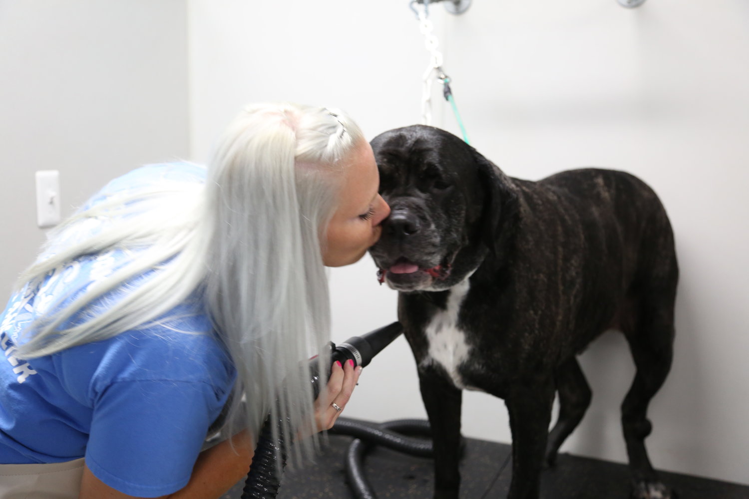 Best pet blow dryer clearance